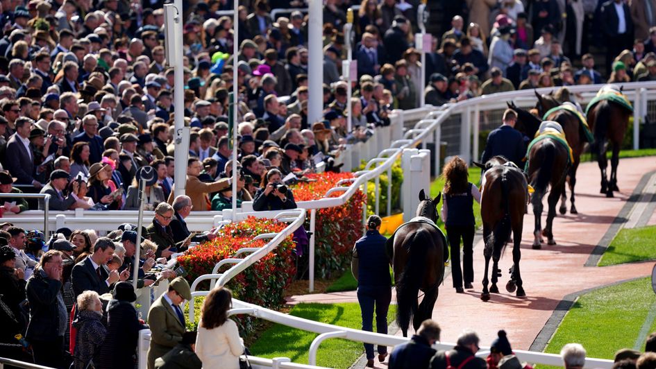 Horses parade ahead of the 2024 Triumph Hurdle